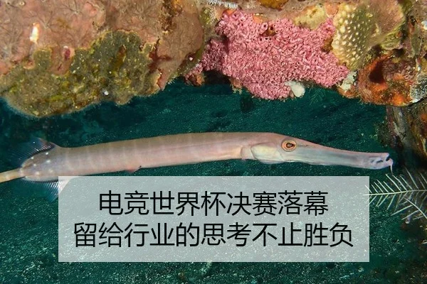 电竞世界杯决赛落幕 留给行业的思考不止胜负
